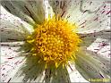 Parc floral 013